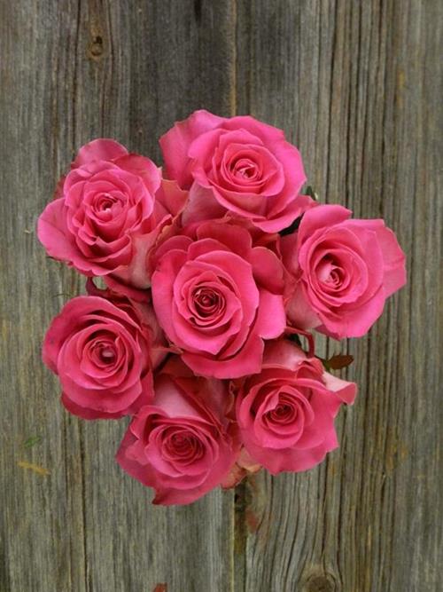 TOPAZ  HOT PINK ROSES